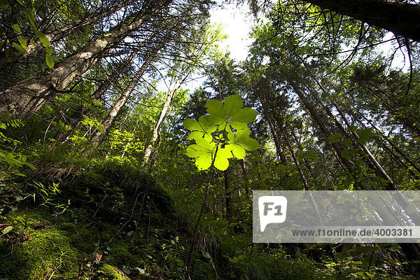 Nachwuchs der Rosskastanie (Aesculus hippocastanum)  Wald bei den Myrafällen  Niederösterreich  Österreich  Europa