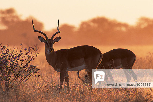 Schwarzfersenantilopen  Impalas (Aepyceros melampus) bei Sonnenaufgang  Etosha Nationalpark  Namibia  Afrika