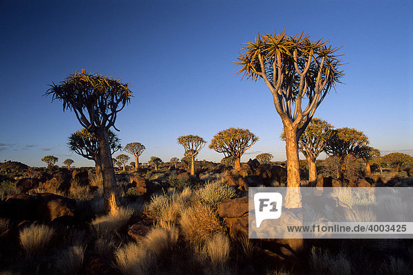 Köcherbaumwald (Aloe dichotoma)  Abendstimmung  Gariganus Farm  Nähe Ketmannshoop  Namibia  Afrika