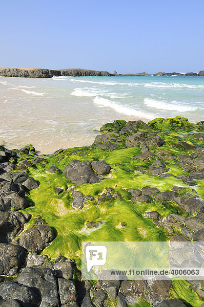 Praia da Cruz Beach  Boa Vista Island  Republic of Cape Verde  Africa