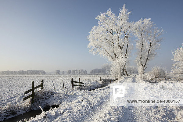 Weg durch das Landschaftsschutzgebiet Blockland im Winter mit rauhreifbedeckten Bäumen  Bremen  Deutschland  Europa