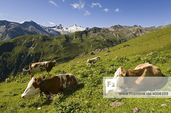 Cows on pasture  Zillertal glacier at back  Olperer  Stoankasern alp  Hintertux  Zillertal valley  Tyrol  Austria  Europe
