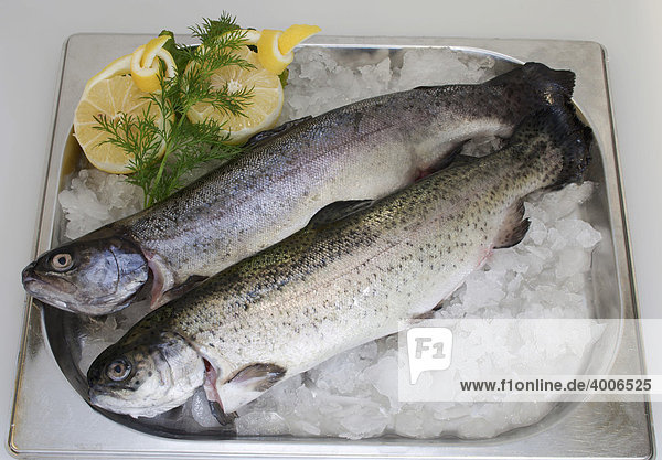 Fresh gilled Rainbow Trout (Oncorhynchus mykiss) on ice with lemon
