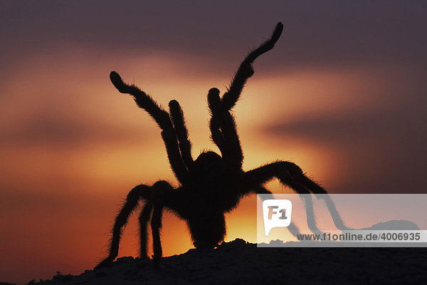 Vogelspinne (Aphonopelma hentzi), Alttier bei Sonnenuntergang in Verteidigungshaltung, Sinton, Corpus Christi, Texas, USA