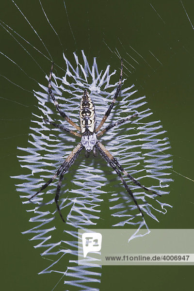 Gold-Wespenspinne (Argiope aurantia)  Alttier in Spinnennetz mit Muster  Sinton  Corpus Christi  Texas  USA