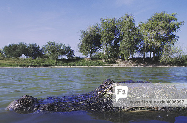 Mississippi-Alligator (Alligator mississipiensis)  Alttier in Teich-Habitat  Rio Grande Tal  Texas  USA