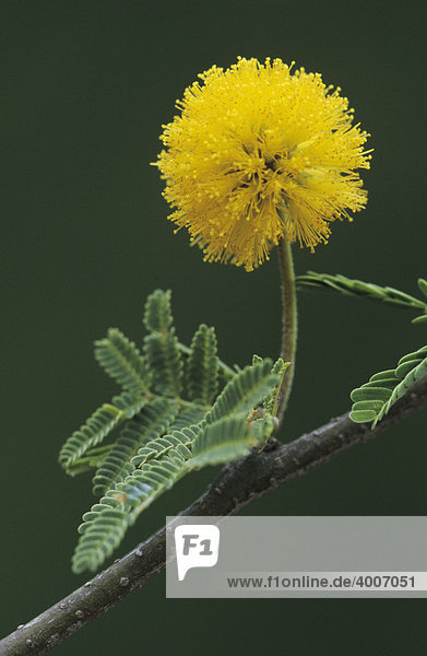 Süße Akazie (Acacia farnesiana)  Blüte  Starr County  Rio Grande Tal  Texas  USA