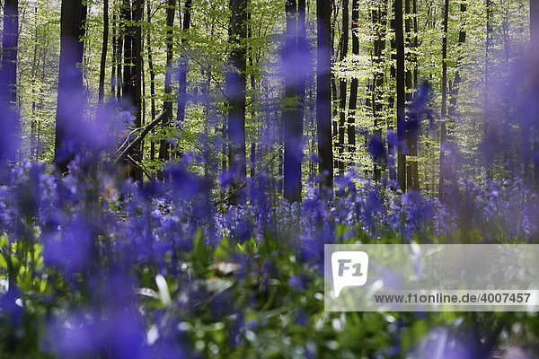 Bell flowers in the forest of Hallebos  Belgium  Europe