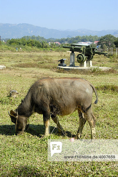 Erster Indochinakrieg 1954  Wasserbüffel grast vor alter französischer Artillerie-Kanone im Feld  Dien Bien Phu  Vietnam  Südostasien  Asien