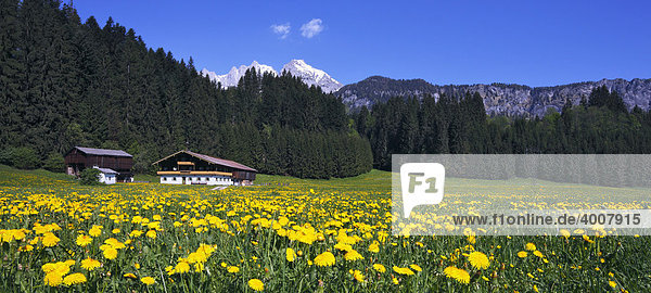 Bauernhof zwischen Going und St. Johann  Löwenzahnwiese im Frühling  Wilder Kaiser  Tirol  Österreich  Europa