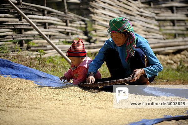 Woman and child turning rice  Sapa  Hanoi  North Vietnam  Southeast Asia