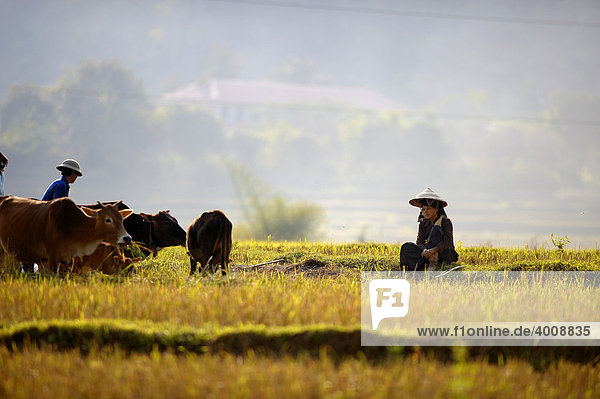 Vietnamesin im Reisfeld mit Rindern im Abendlicht  DinhBin  Hanoi  Nordvietnam  Südostasien
