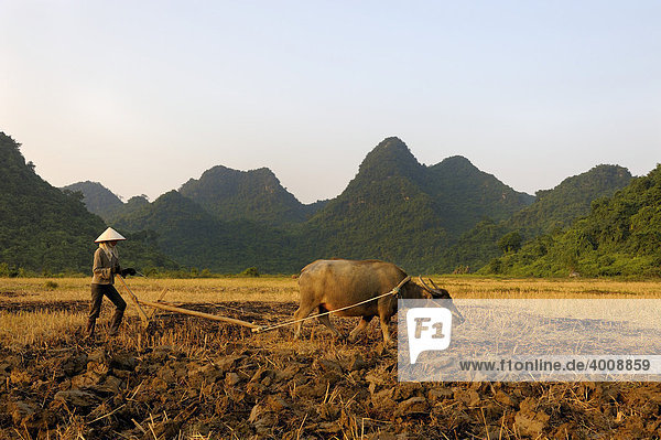 Farmer and ox plowing fields in front of karst mountains  Ninh Binh  North Vietnam  South East Asia