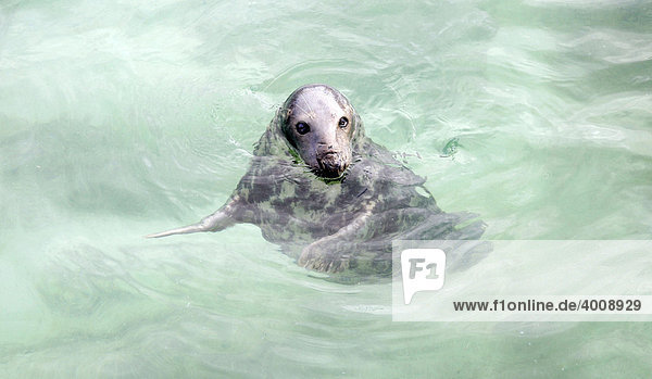 Robbe  Robbenauffangstation  Seal Sanctuary  Gweek  Cornwall  Südengland  Großbritannien  Europa
