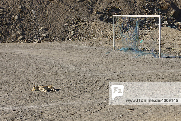 Straßenhund schläft vor dem Tor auf Fußballplatz in Safaga  Ägypten  Afrika