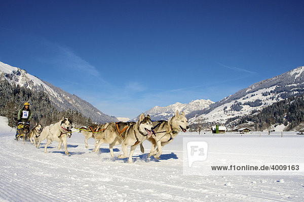 Schlittenhundegespann der Rasse Siberian Huskys bei einem Rennen auf Schnee im Winter