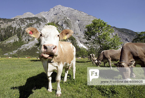 Cows in a meadow in the Grosser Ahornboden  Karwendel Range in Eng  Tyrol  Austria  Europe