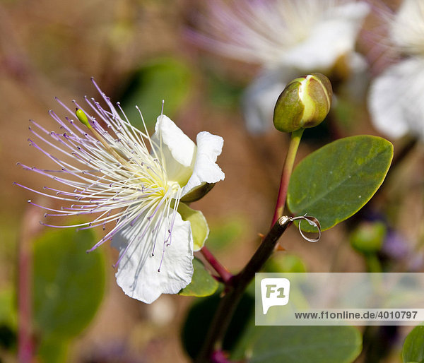 Blüte und Knospe der Kapern-Pflanze  Echter Kapernstrauch (Capparis spinosa)  Mittelmeerregion  Zypern  Europa