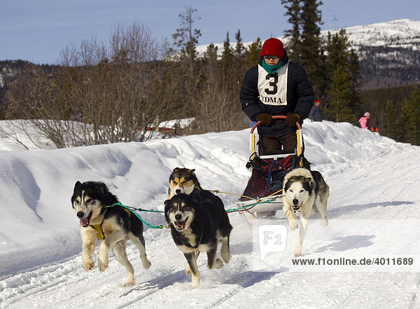 Child mushing a sled dog team  Alaskan Huskies  Copper Haul Twister Dog Sled Race  Yukon Territory  Canada