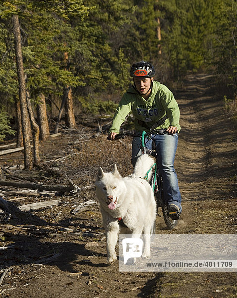 Husky  junge Frau lässt sich von ihrem Hund auf dem Fahrrad ziehen  Mountainbike  Yukon Territory  Kanada  Nordamerika