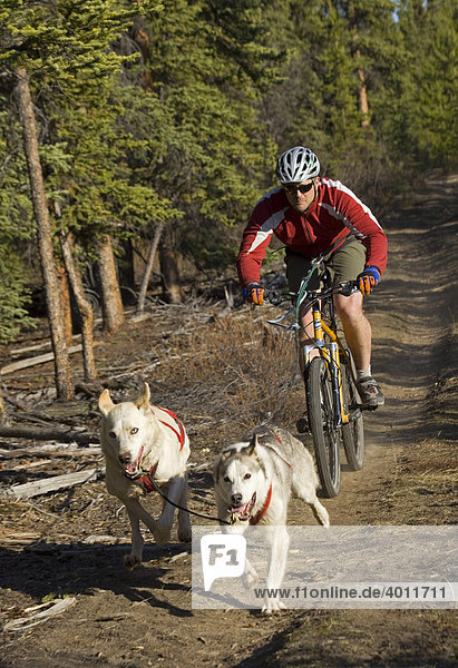 Alaskan Huskys  Mann lässt sich von seinen Hunden auf dem Fahrrad ziehen  Mountainbike  Yukon Territory  Kanada  Nordamerika