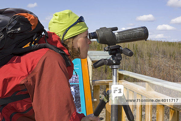 Young woman watching wildlife  spotting scope  telescope  Yukon Outdoor School Program  Faro  Yukon Territory  Canada  North America