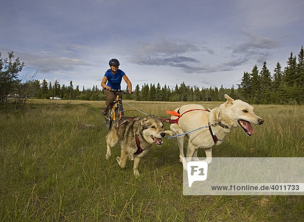 Alaskan Huskies  pulling a mountain bike  woman bikejoring  dog sport  dog mushing  dry land sled dog race  Yukon Territory  Canada