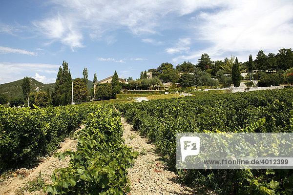 Weinreben  Weinanbau in Le Pegue  Provence  Frankreich  Europa