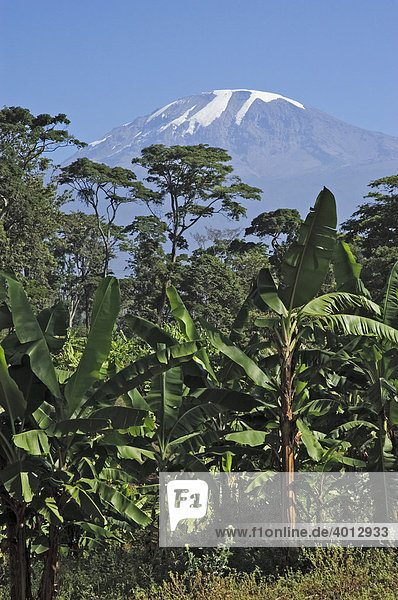Coffee-banana plantation of a small-scale farmer at the Kilimanjaro  Tanzania  Africa