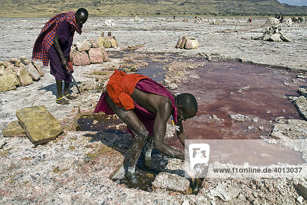 Sodaabbau  Maasai schlagen mit Hackmessern Platten aus dem Lake Natron  Tansania  Afrika