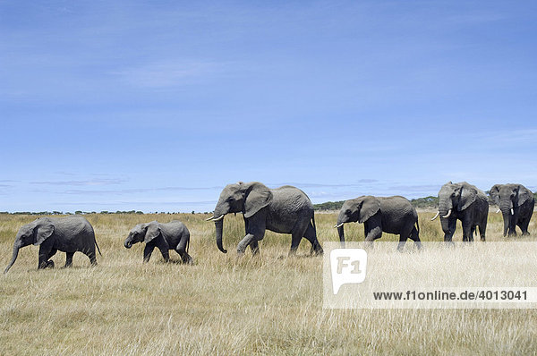 Elephant (Loxodonta africana) herd walking in a single file  Ndutu  Ngorongoro  Tanzania  Africa
