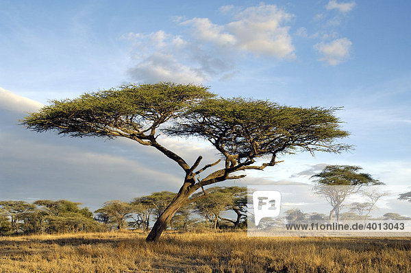 Schirmakazie (Acacia tortilis) in trockener Savanne in Ndutu  Ngorongoro  Tansania  Afrika
