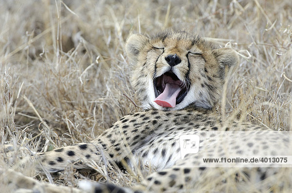 Young cheetah (Acinonyx jubatus) yawning  Ndutu  Ngorongoro  Tanzania  Africa