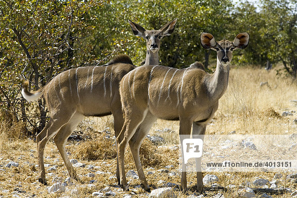 Female Greater Kudus (Tragelaphus strepsiceros) in Etosha National Park  Namibia  Africa