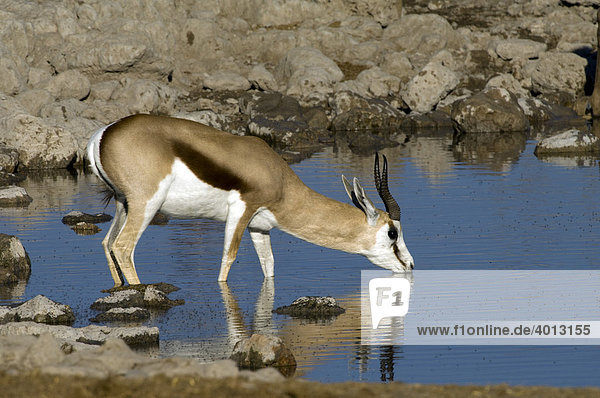 Springbock (Antidorcas marsupialis) am Okaukuejo Wasserloch Etosha Nationalpark Namibia Afrika