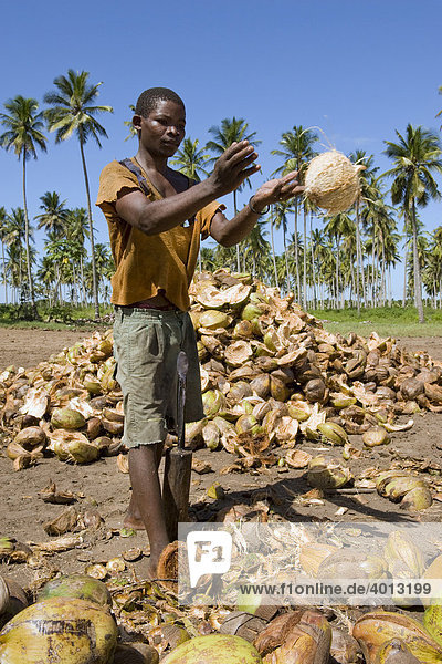 Worker dehusking coconuts (Cocos nucifera) for the further processing to copra  Quelimane  Mozambique  Africa