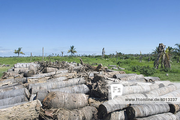 Cut coconut palm trunks (Cocos nucifera) in plantation infected with Yellowing Disease  Quelimane  Mozambique  Africa