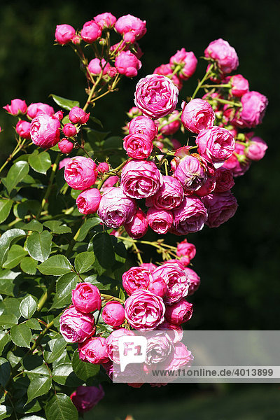 Rose Sorte Pomponella (Rosa cultivar Pomponella)