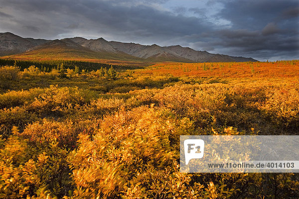 Denali Nationalpark im Herbst  Alaska  USA  Nordamerika  Amerika
