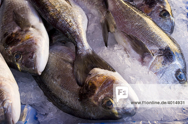 Fish sale on the fish market on Saint-Francois Square  gilthead  Nice  Cote d'Azur  France