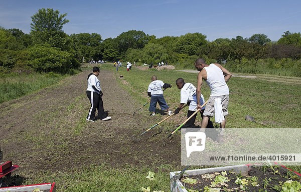 Freiwillige arbeiten auf der D-town Farm  einem städtischen Bauernhof in einem Stadtpark betrieben von der gemeinnützigen Organistation Detroit Black Community Food Security Network  Detroit  Michigan  USA