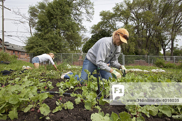 Volunteers work at the Earthworks Urban Farm  which grows fresh produce for the Capuchin Soup Kitchen  Detroit  Michigan  USA