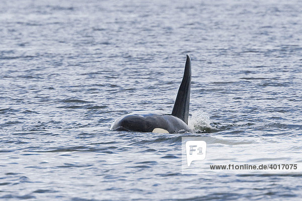 Orca  Schwertwal  Killerwal (Orcinus orca)  Rückenflosse  Männchen  Alaska  USA