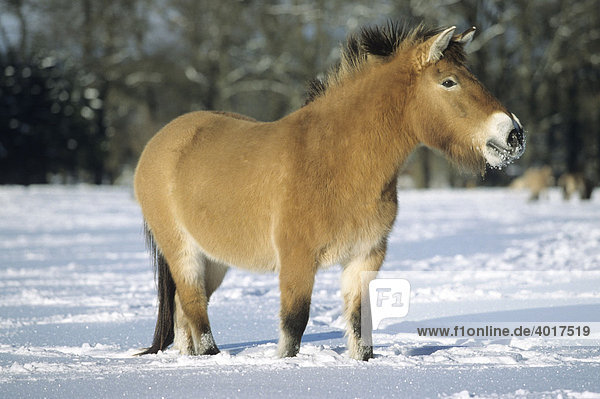 Przewalski Pferd im Schnee  Hofgeismar  Hessen  Deutschland
