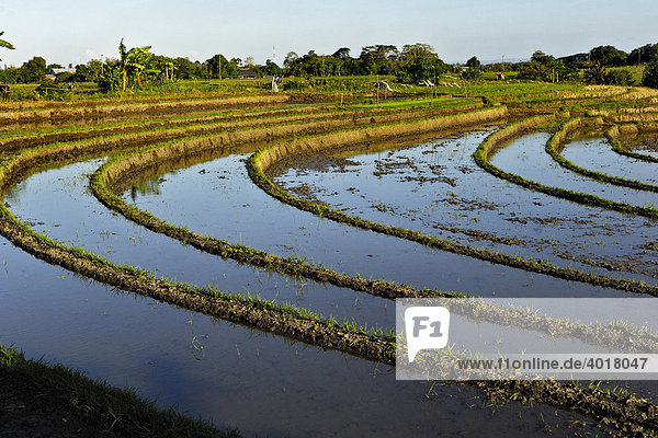 Reisfelder bei Ubud  Bali  Indonesien