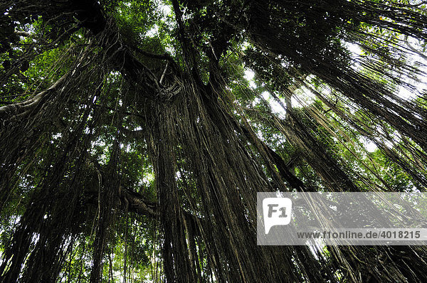 Banyanbaum im Affenwald  Ubud  Bali  Indonesien  Südostasien