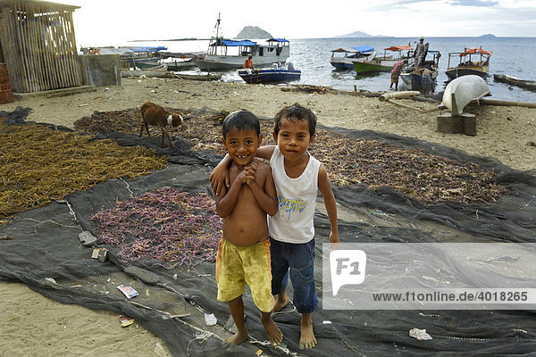 Children in front of collected seaweed on a beach in a village of Philippine immigrants  Komodo National Park  World-Heritage-Site  Komodo  Indonesia  Southeast Asia