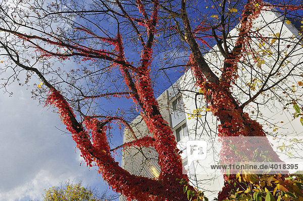 Baum überwuchert  Dreilappiger wilder Wein (Parthenocissus tricuspidata Veitchii)  München  Bayern  Deutschland  Europa