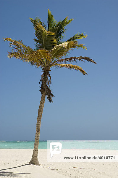Palmenstrand mit weißem Sand und Kokospalmen (Cocos nucifera)  Punta Cana  Dominikanische Republik  Mittelamerika