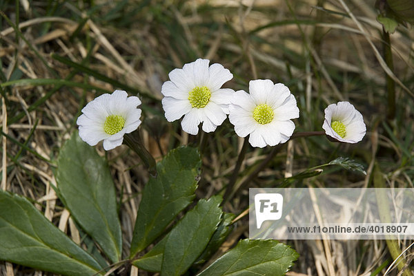 Alpenhahnenfuß (Ranunculus alpestris)